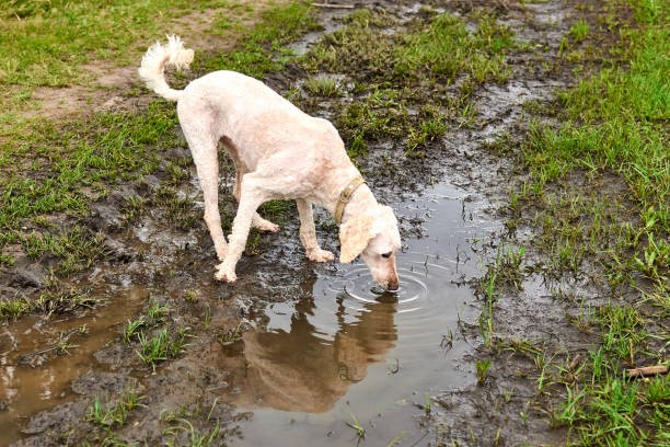 Collecting pool of pollutants